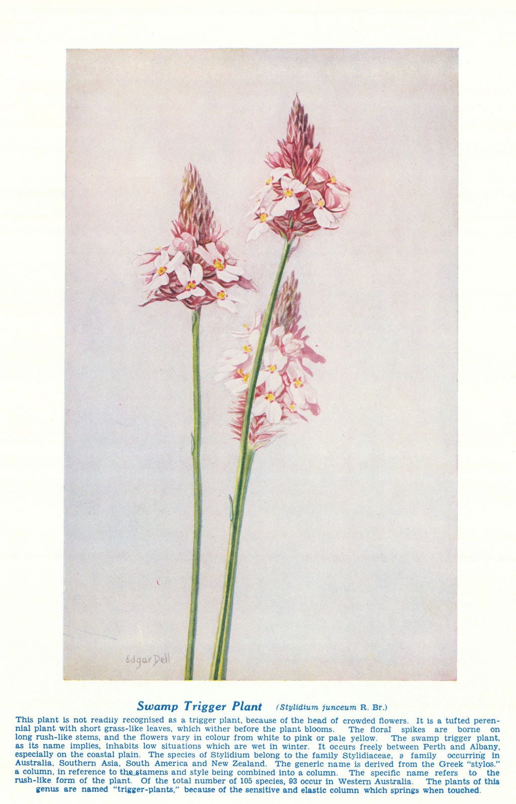 Swamp Trigger Plant (Stylidium junceum). West Australian Wild Flowers 1950
